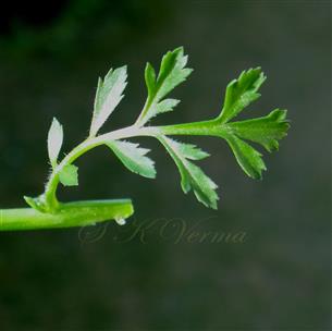 Cauline leaf